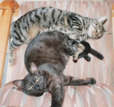 Tomy und Mäuschen